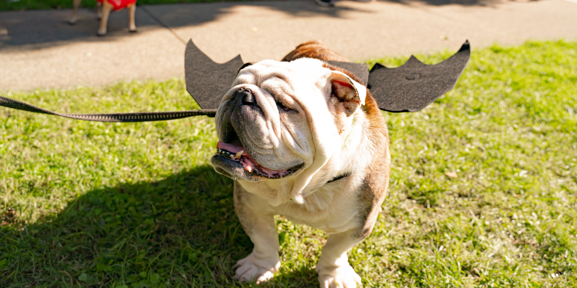 The Midtown Halloween Festival & Pooch Parade Returns October 25!