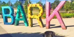 13 Pet-Friendly Spots in Midtown