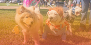 Midtown's Halloween Festival & Pooch Parade Returns on October 31!